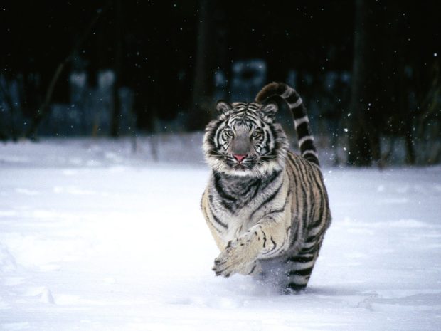 White Tiger Images.
