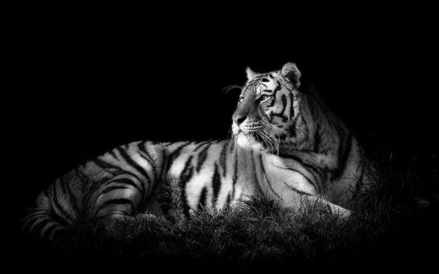 White Tiger Images HD.