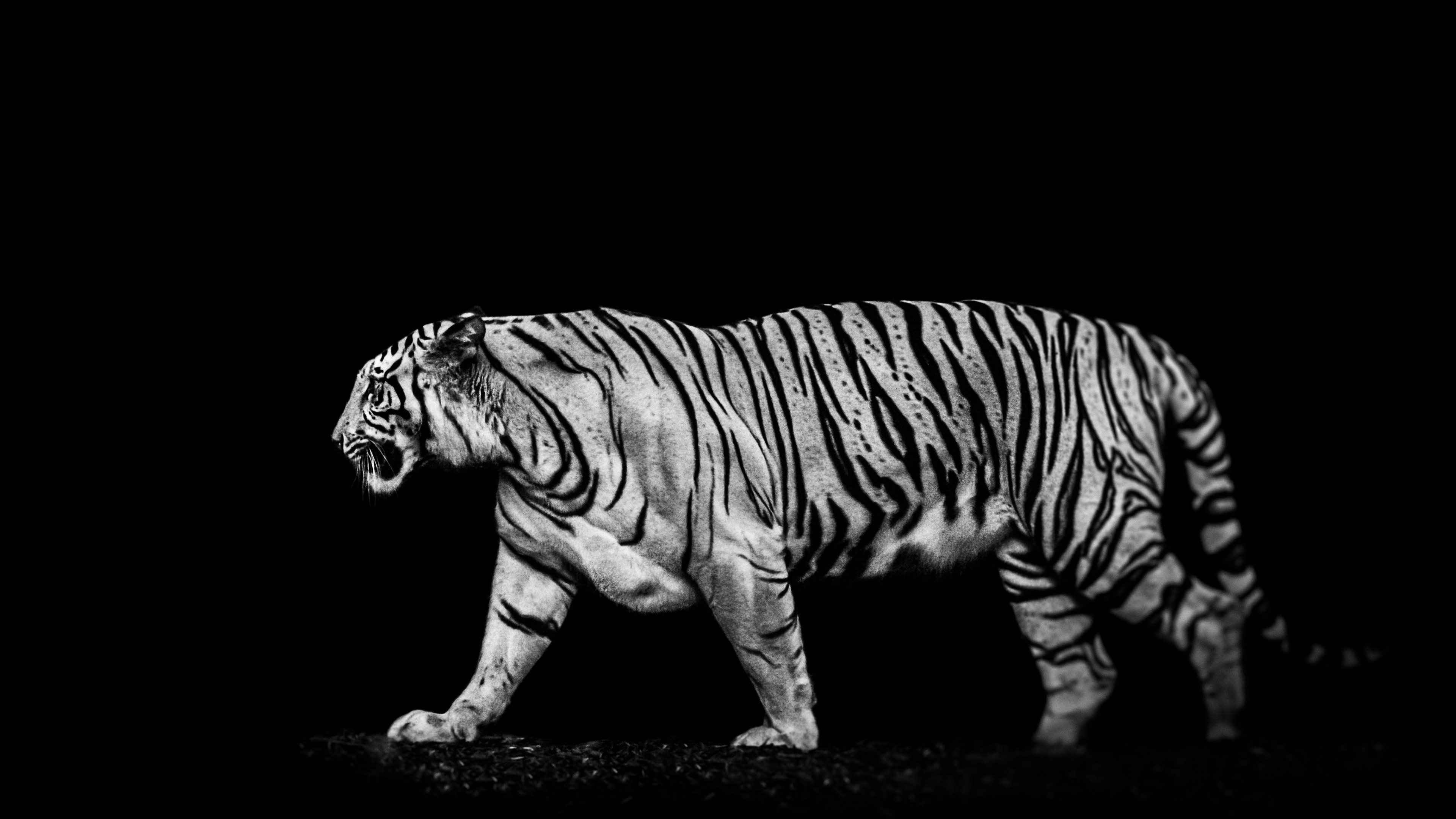 белый тигр черный фон бесплатно