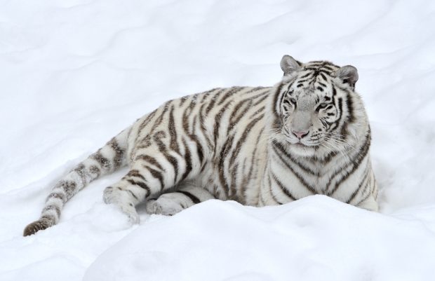 White Tiger Photo Free Download.