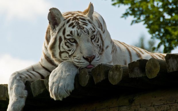 White Tiger Photos.