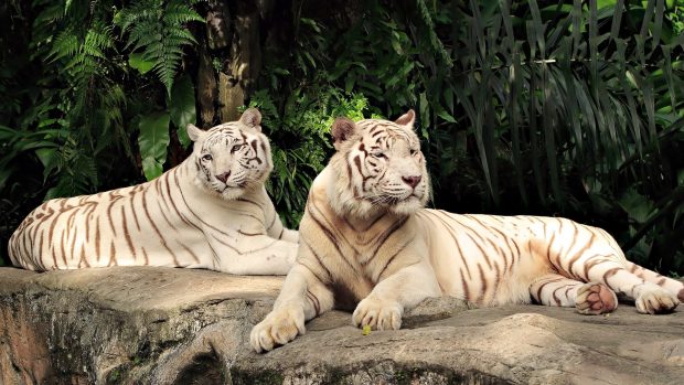 White Tiger Pictures.