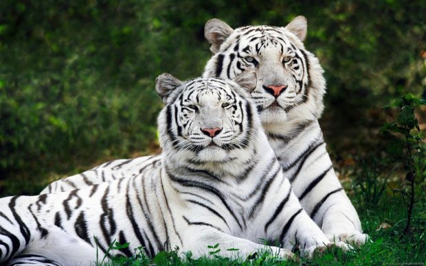 White Tiger Wallpaper HD.