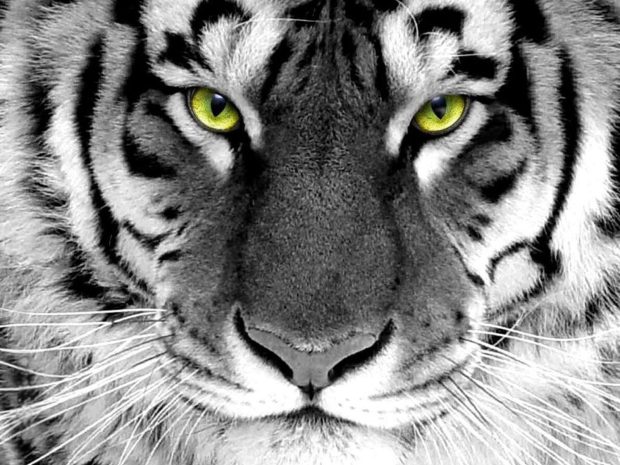 White Tiger Wallpapers HD.