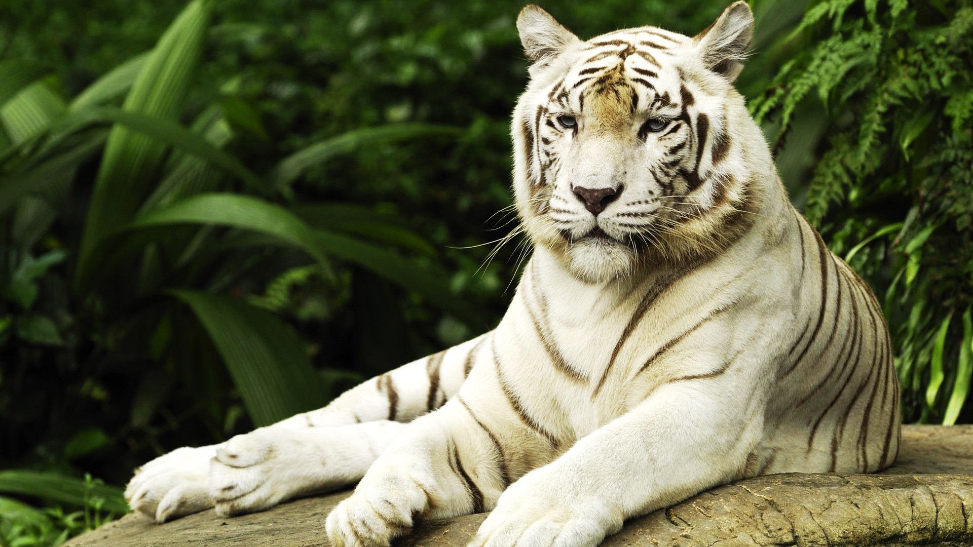 природа животные белый тигр загрузить