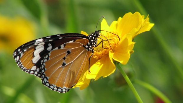 Yellow flower 1080p hd photos nature.