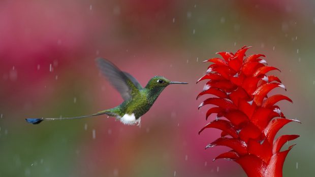 1920x1080 Hummingbird Wallpaper.