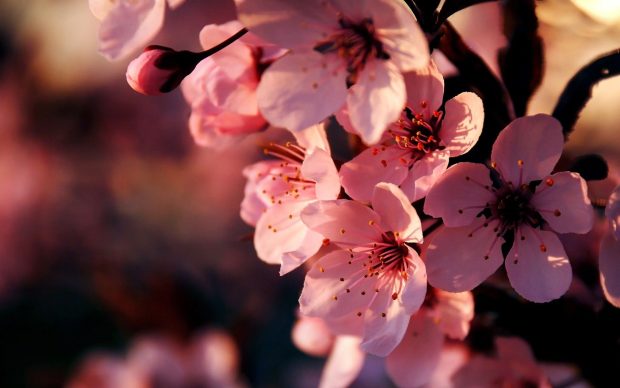 1920x1200 Pink Flowers Wallpaper.