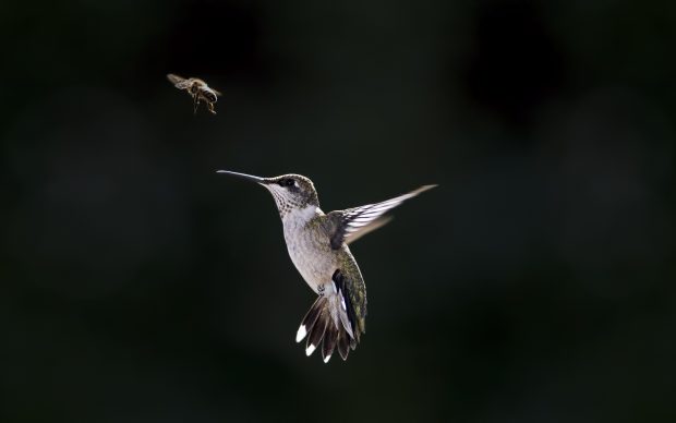 2560x1600 Hummingbird Wallpaper.