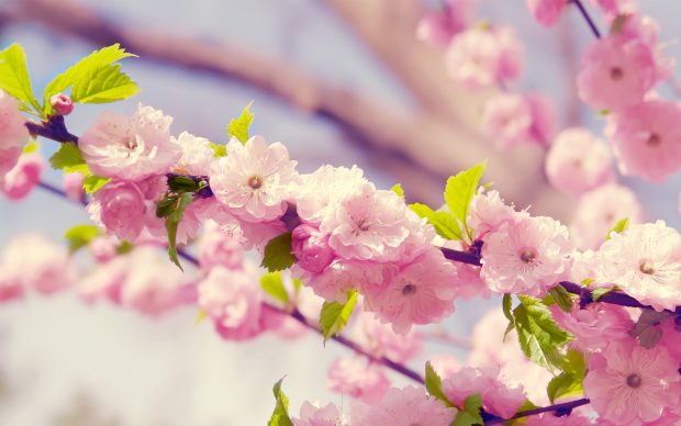 2560x1600 Pink Flowers Background.