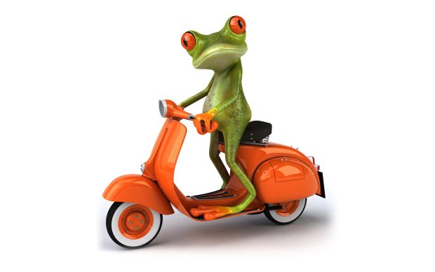 Grenouille en scooter