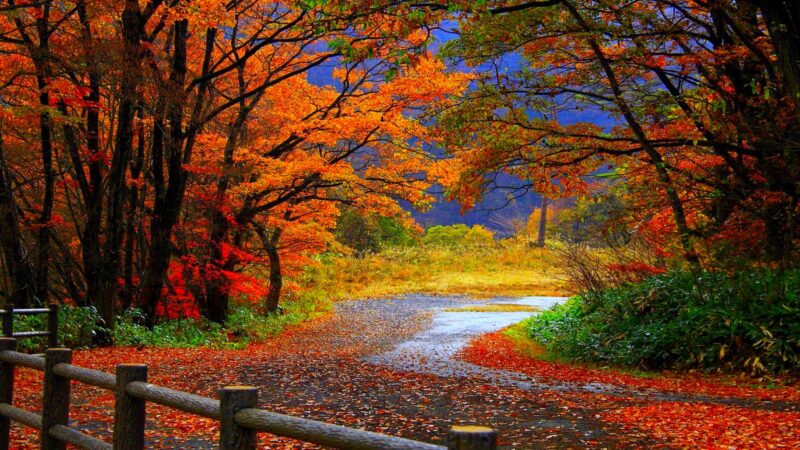 Nature Backgrounds - PixelsTalk