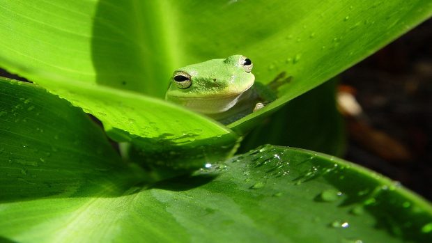 Animal Green Planet Frogs Background.