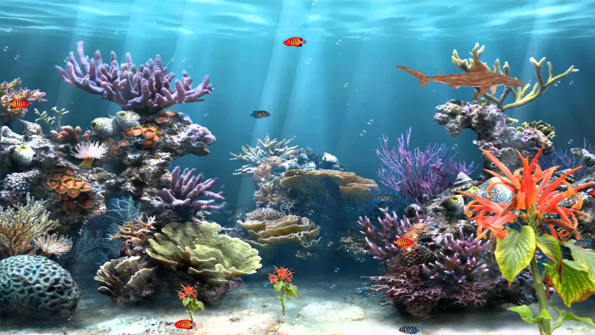 Background Wallpaper For Aquarium Free Download Aquarium Wallpapers