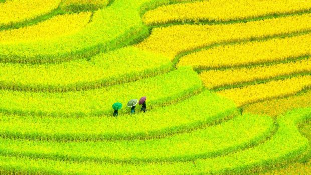 Asia 3840x2160 field meadows yellow women 4K Photos.