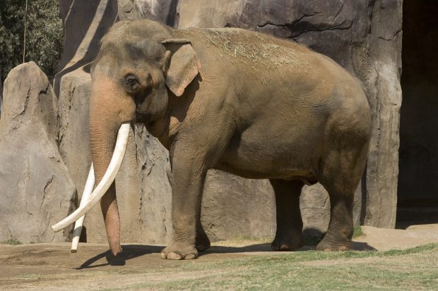 Asian elephants vs african elephants pictures hd.