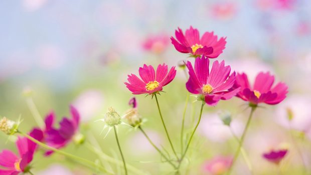 Attractive Flowers Wallpapers HD Pictures.