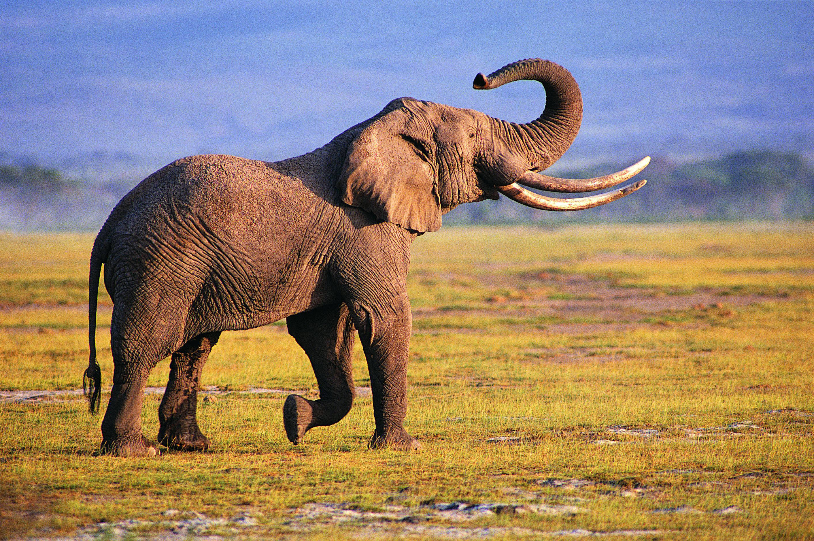  Elephant  Wallpapers  HD  PixelsTalk Net