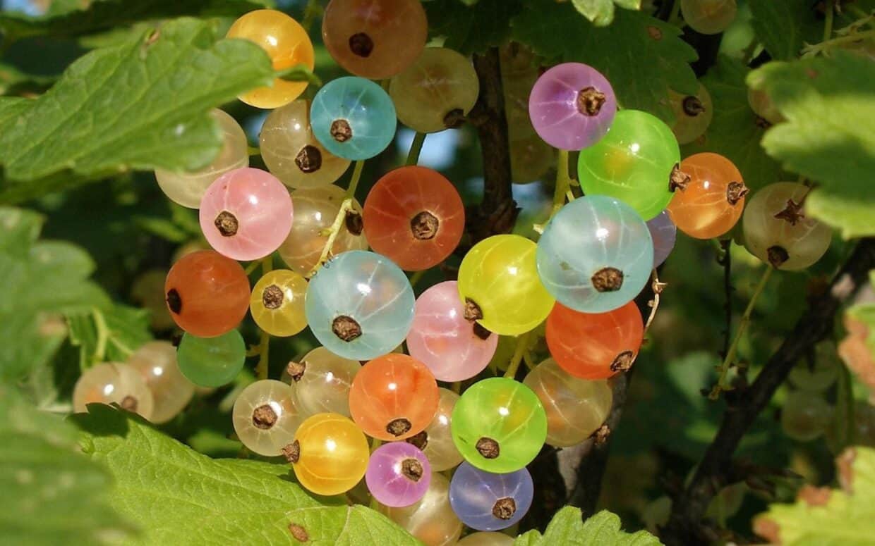 Fruit Wallpapers Hd Pixelstalk