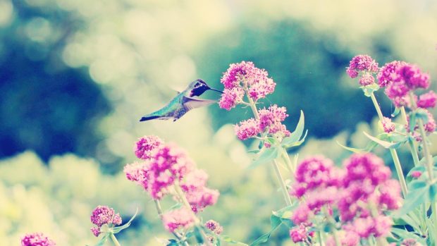 Awesome Hummingbird Wallpaper.