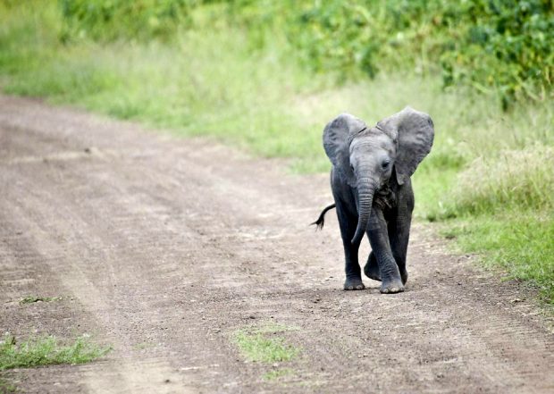 Baby Elephant Road Photos Desktop.