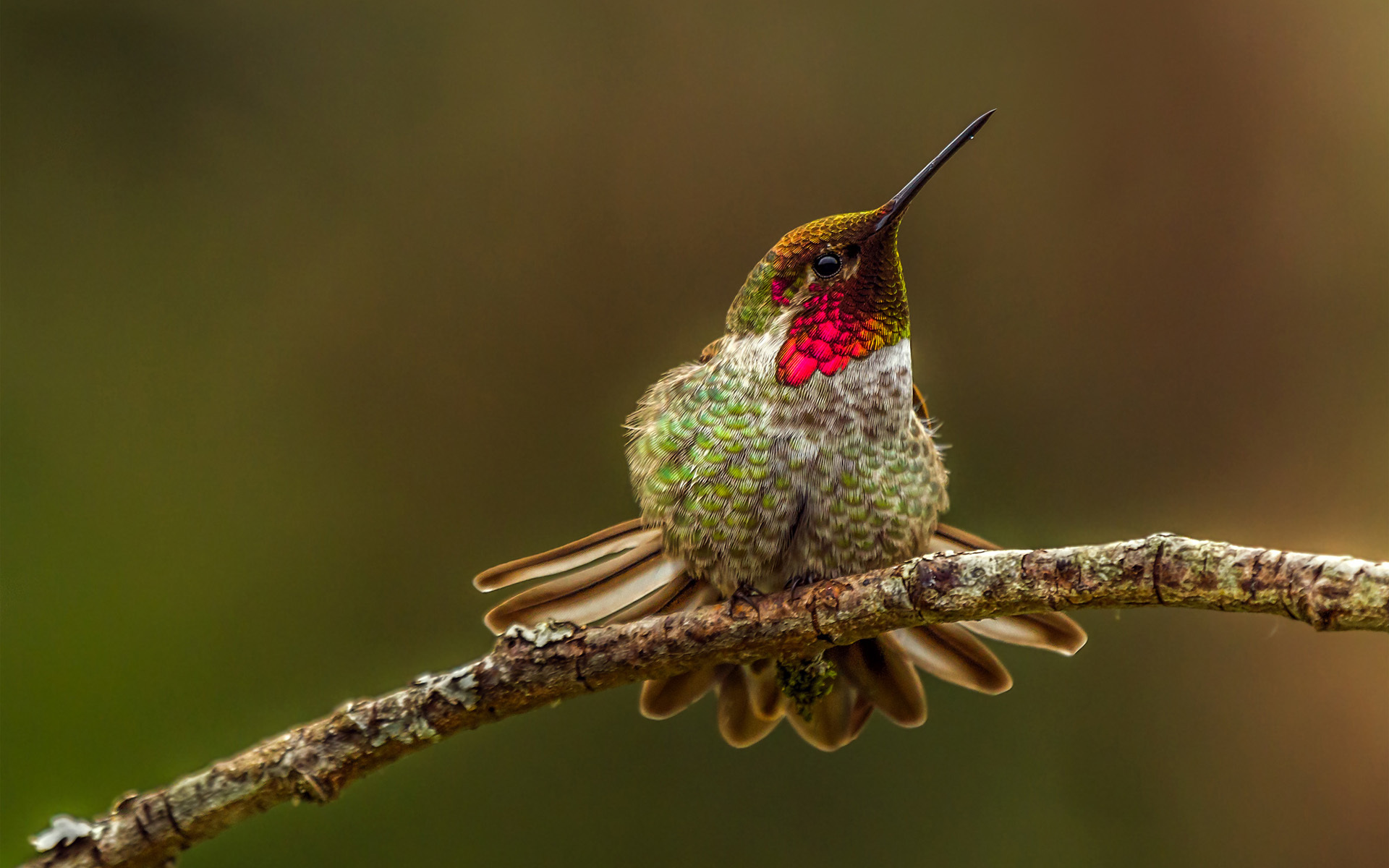 Wallpaper Bird Hummingbird hummingbird colorful blur Animals 933