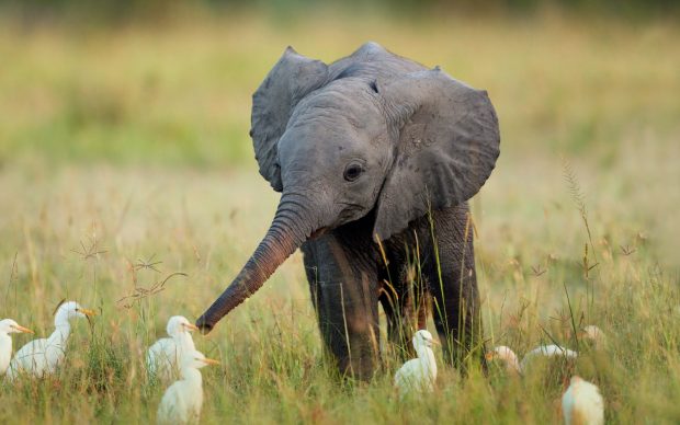 Baby elephant images.
