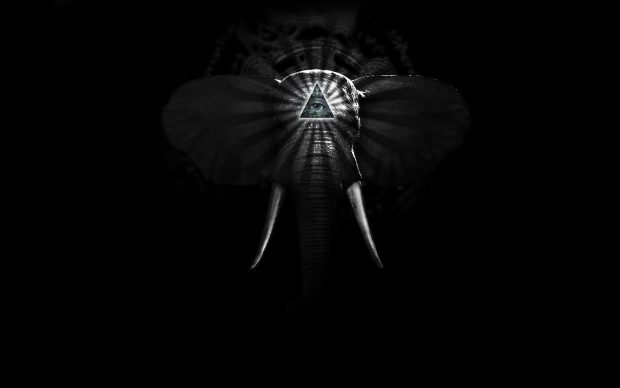 Background web elephant hd.
