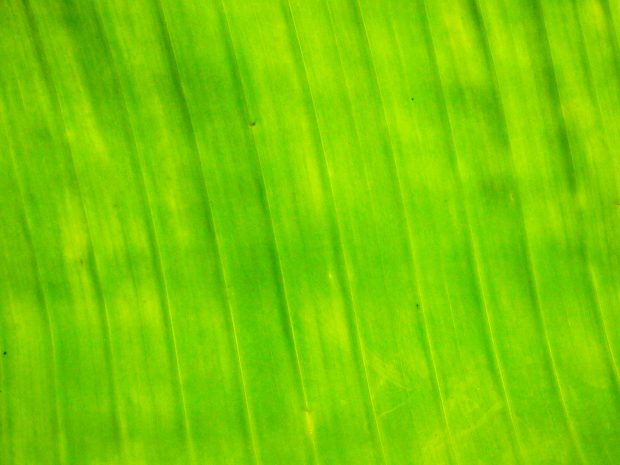 Backgrounds Banana leaf Free Download.