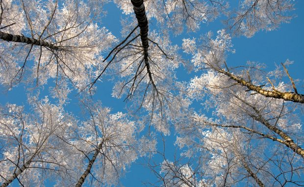 Backgrounds tree winter snow frost.