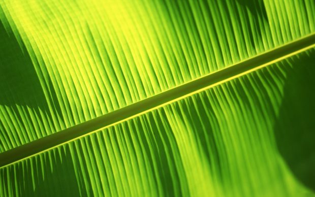 Bali banana leaf wallpaper 1920x1200.