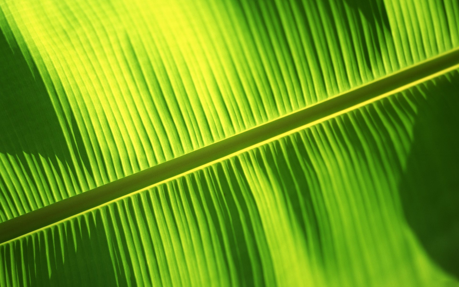 Banana Leaf Backgrounds - PixelsTalk.Net