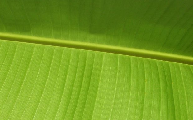Banana Leaf Backgrounds 2560x1600.