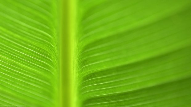 Banana Leaf Backgrounds Free Download.