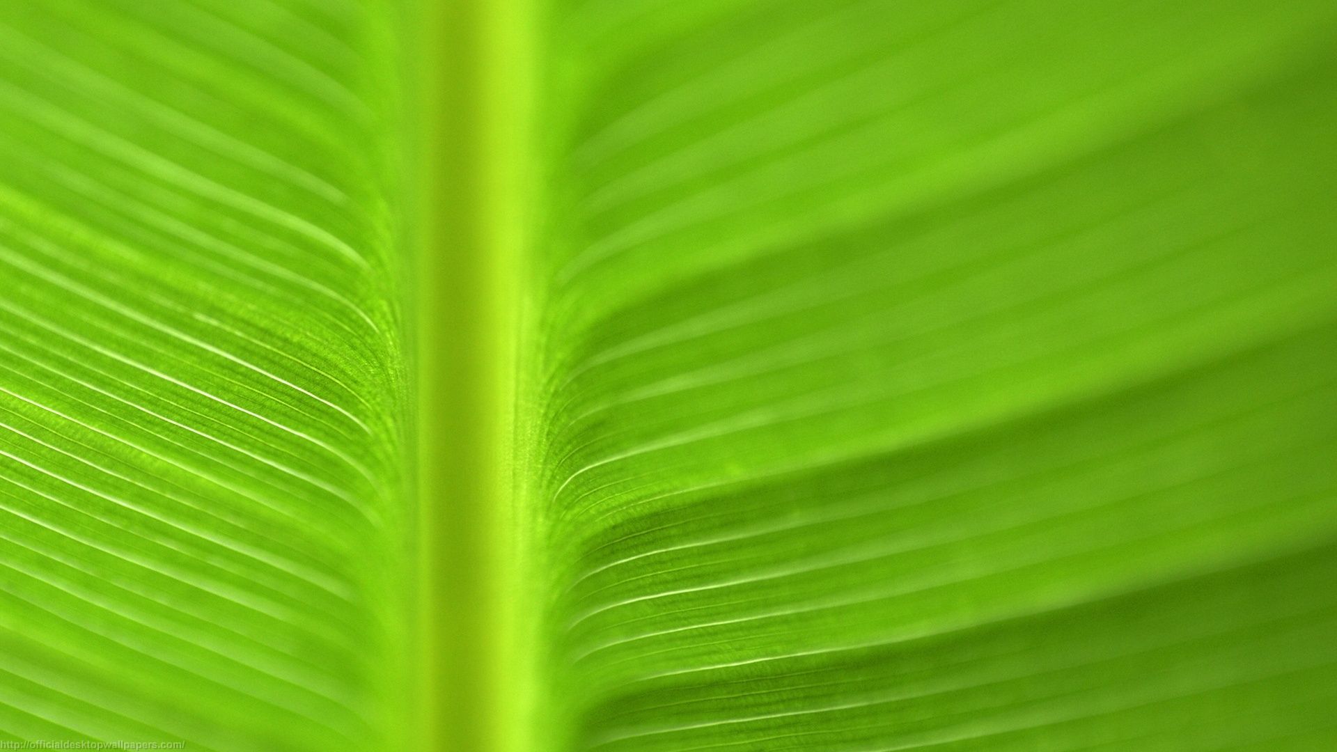 Banana Leaf Backgrounds 