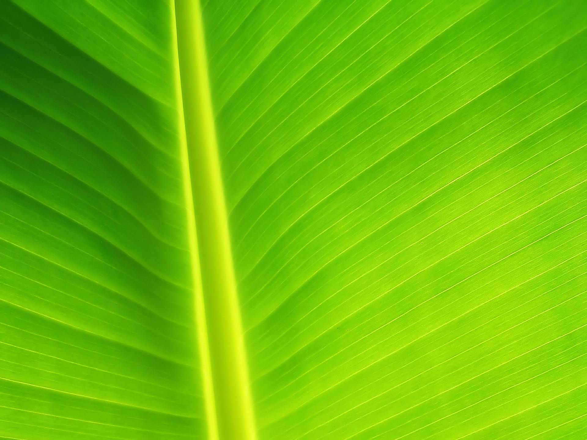  Banana  Leaf  Images Free PixelsTalk Net