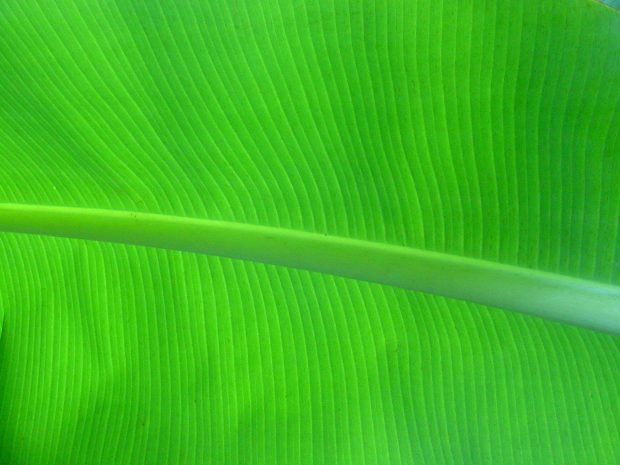 Banana Leaf Images For Desktop.