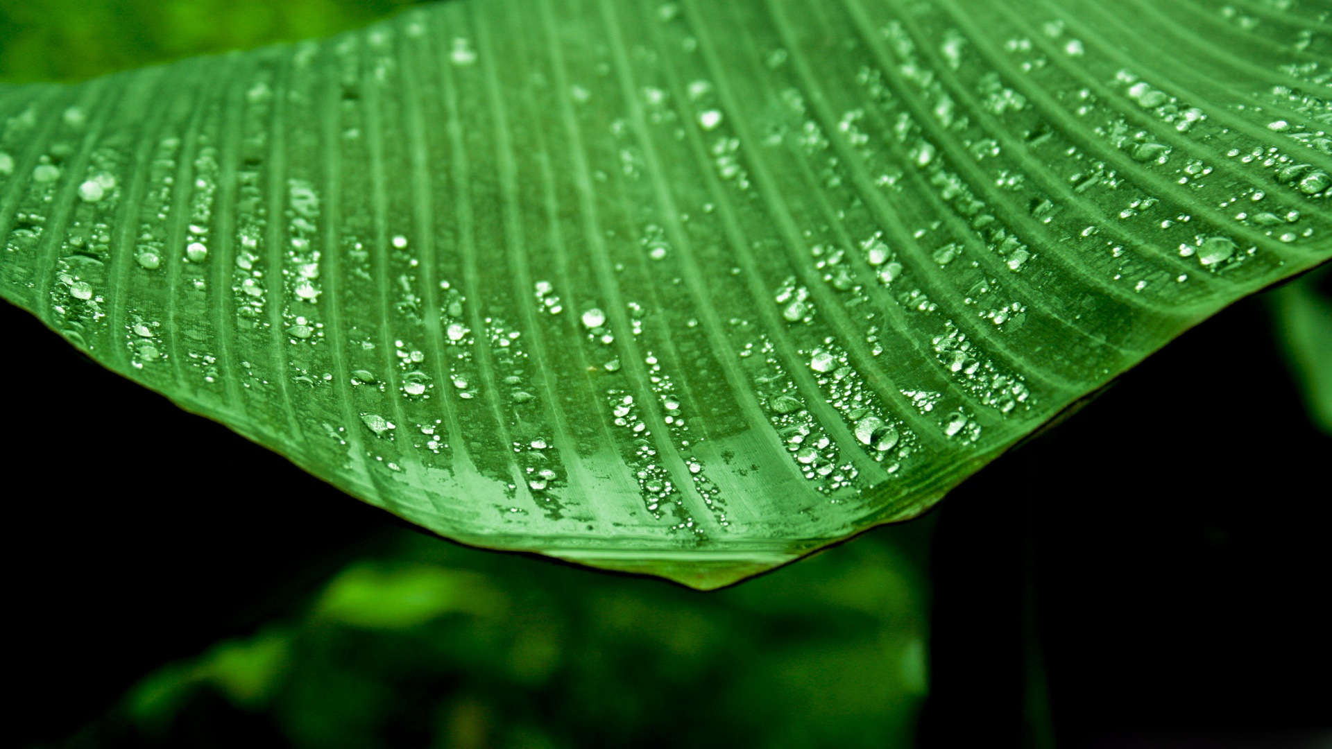 Banana Leaf Wallpaper