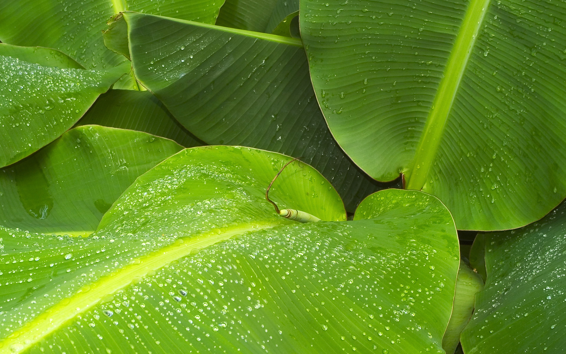 Tropical Banana Leaf Wallpaper