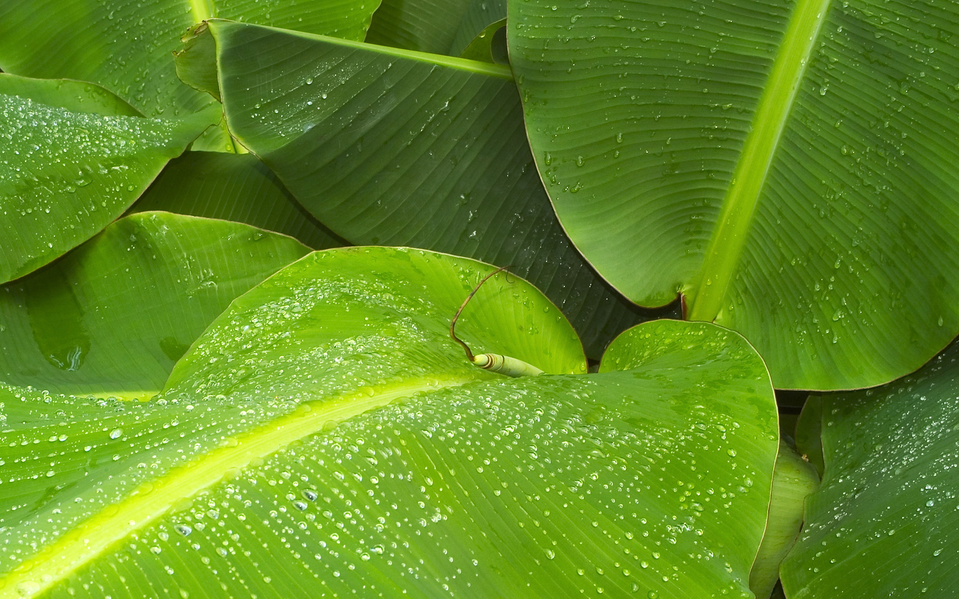 Banana Leaf Wallpapers HD | PixelsTalk.Net