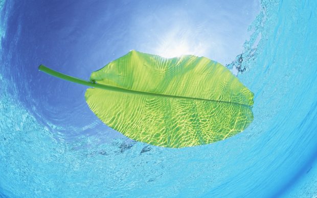 Banana Leaf Wallpapers HD Free Download.