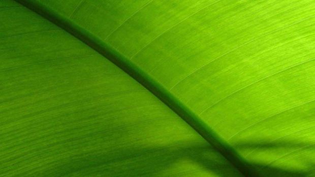 Banana leaf Photos.