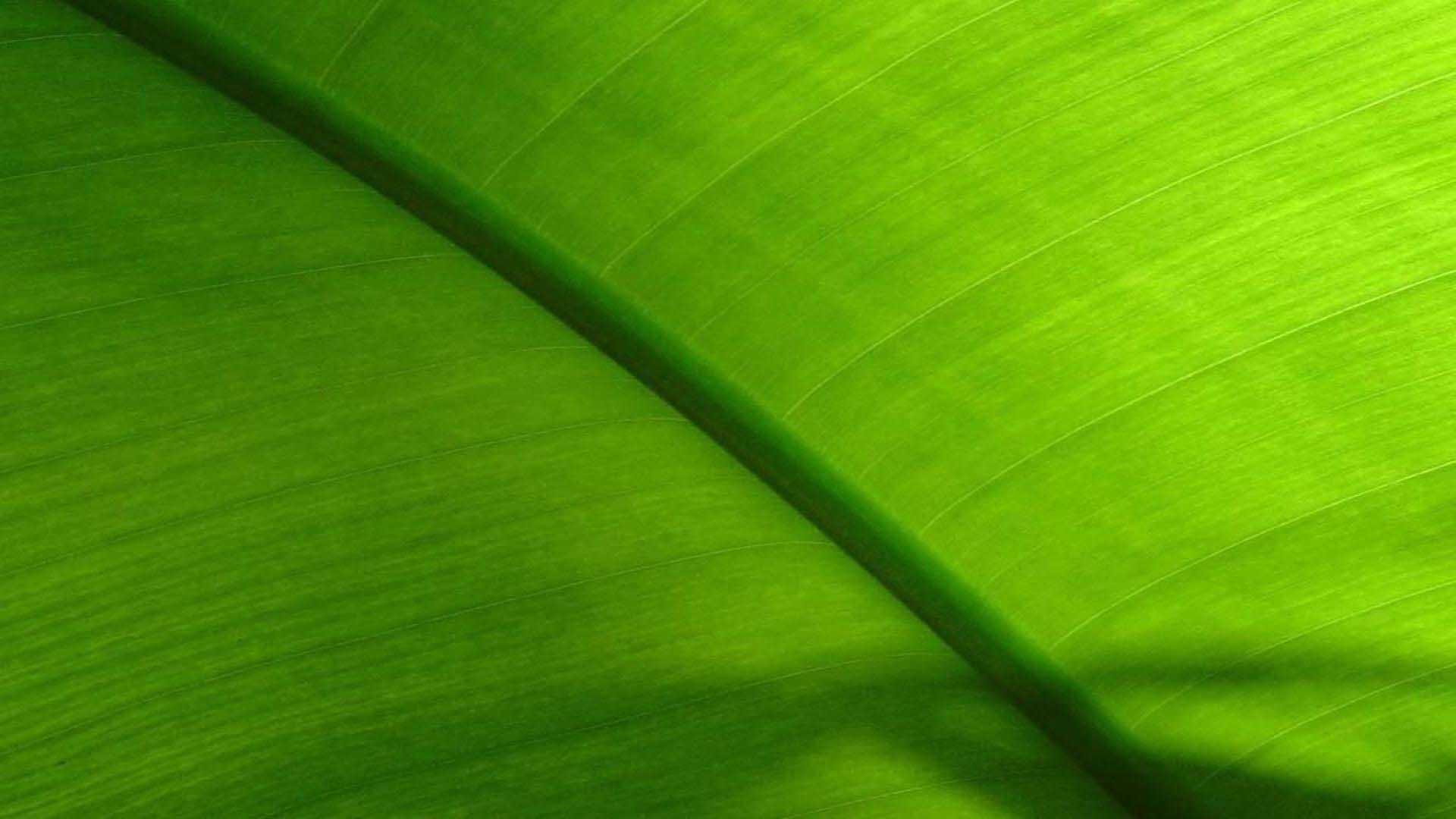 Banana Leaf Backgrounds | PixelsTalk.Net1920 x 1080