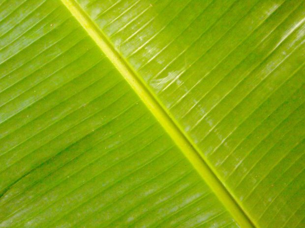 Banana leaf Pictures.