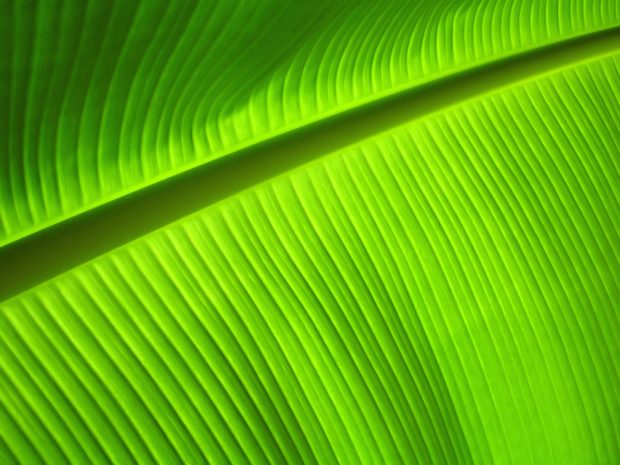 Banana leaf close up photos download.