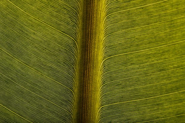 Banana leaf closeup showing viens photos.