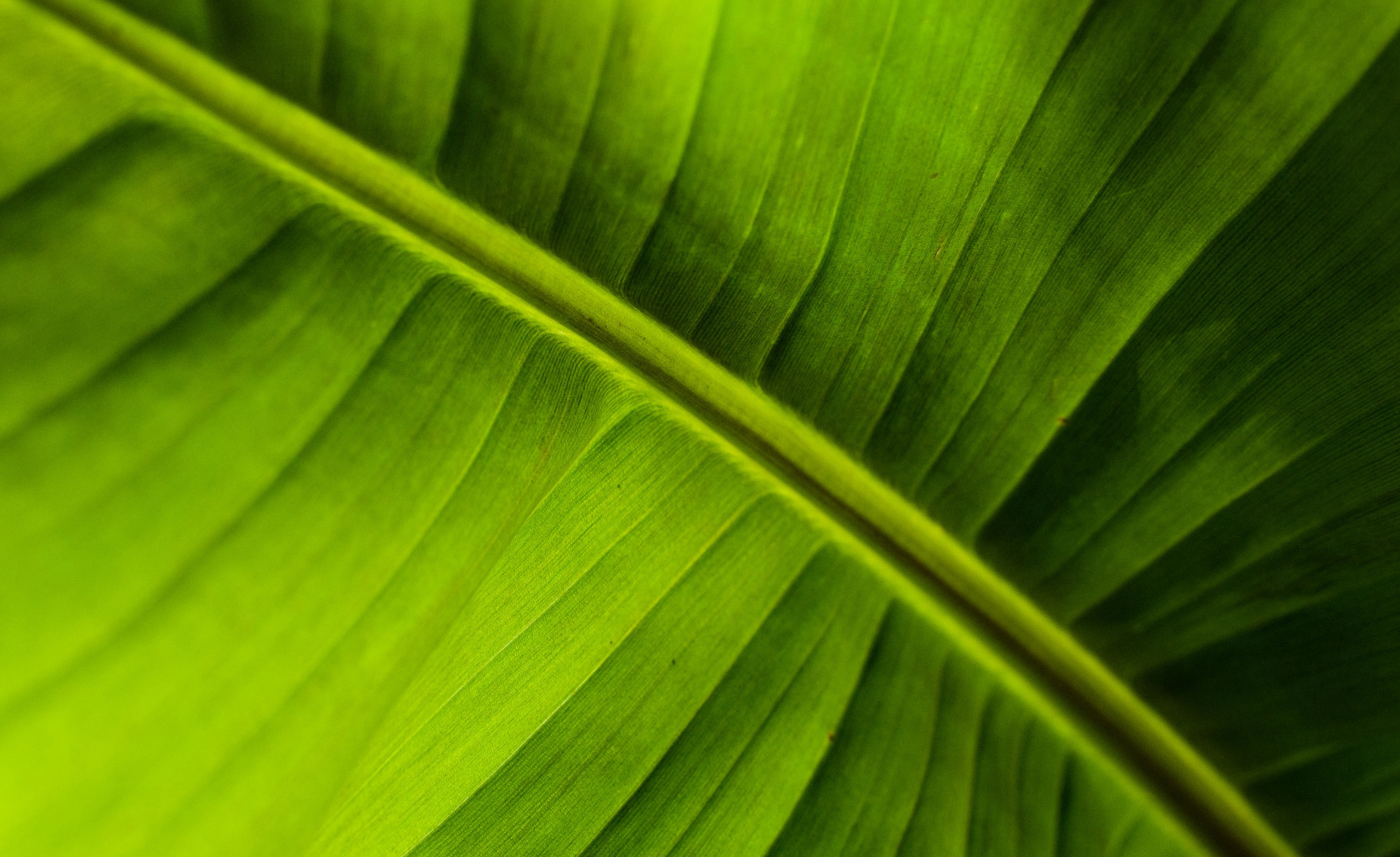 Banana Leaf Backgrounds - PixelsTalk.Net