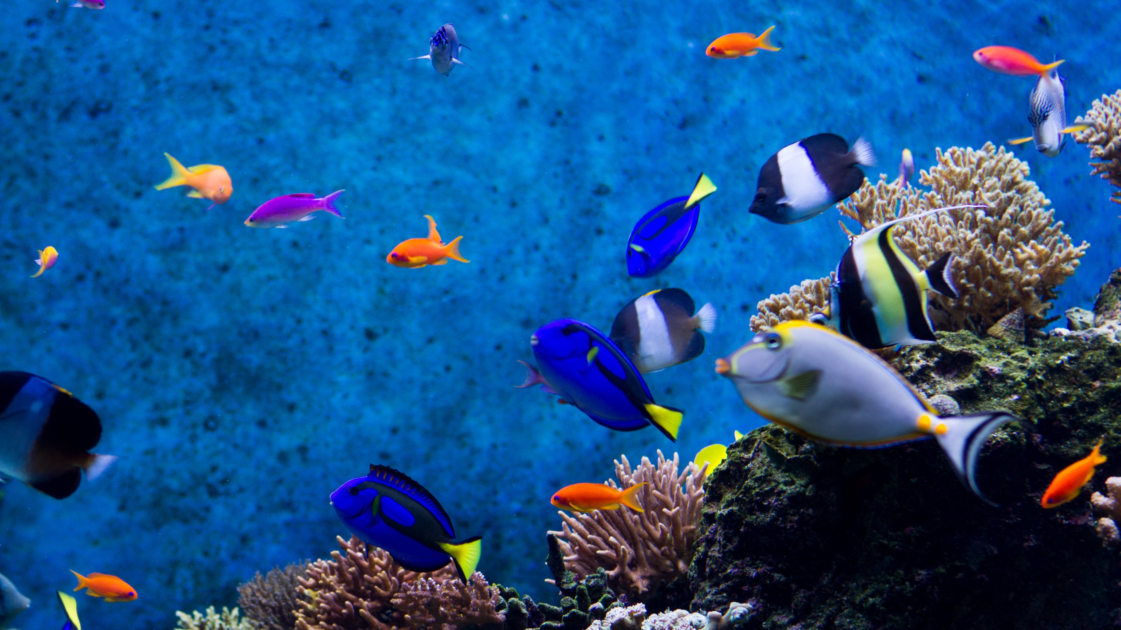 Aquarium HD Wallpapers | PixelsTalk.Net