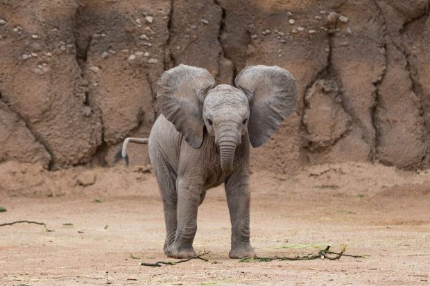 Beautiful Baby Elephant Images.