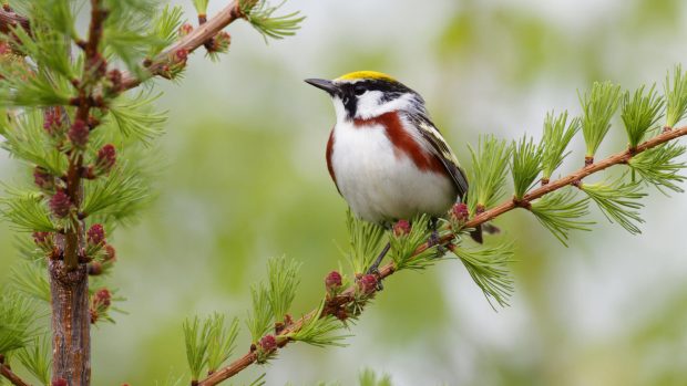 Beautiful Birds Pictures For Desktop Backgrounds.